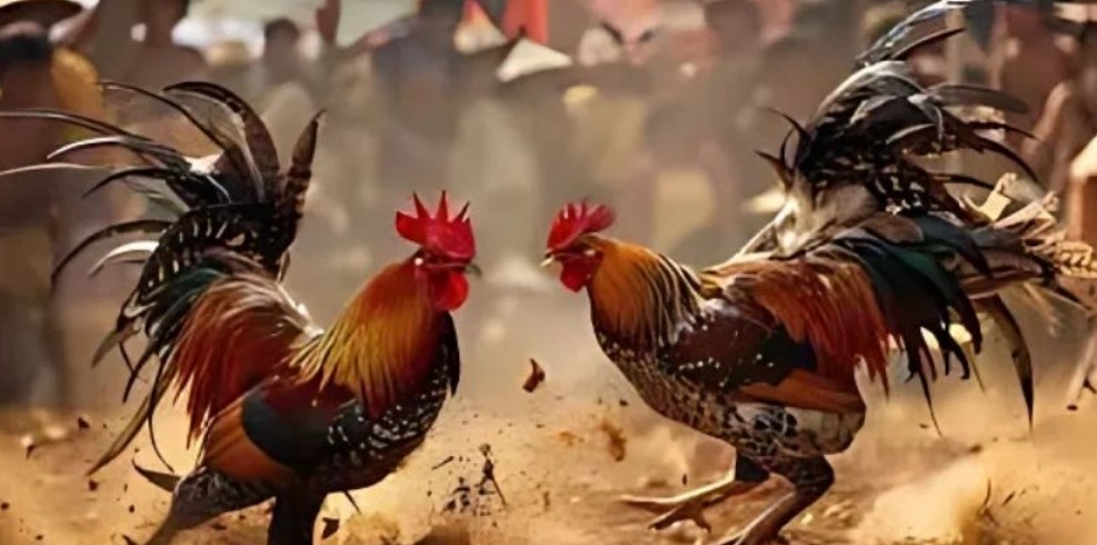 WS168 Đá Gà Hấp Dẫn - Lôi Cuốn Tại Nhà Cái 789Club Hot Nhất 4 Các cửa cược WS168 đá gà tại 789Club