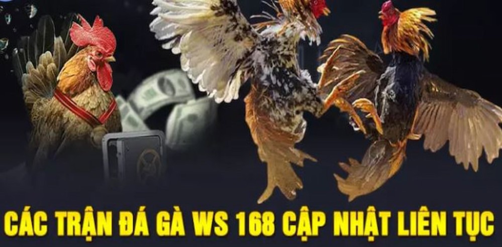 WS168 Đá Gà Hấp Dẫn - Lôi Cuốn Tại Nhà Cái 789Club Hot Nhất 1 ws168 đá gà